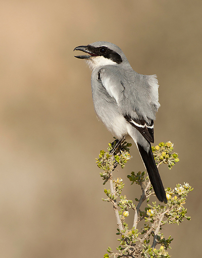 צילום: גל שון