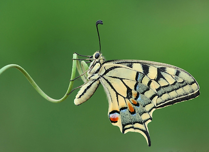 צילום: ארז אברהם
