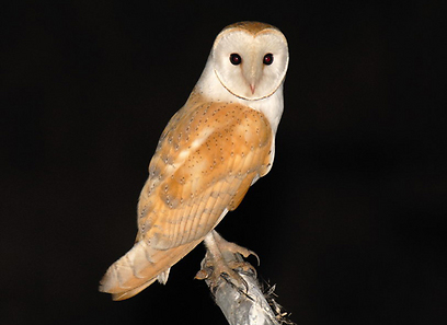 צילום: אפי פירסט