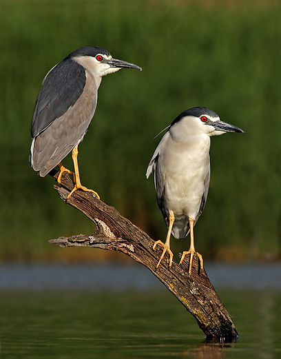 צילום: עופר לוי