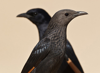 צילום: אסף גברא