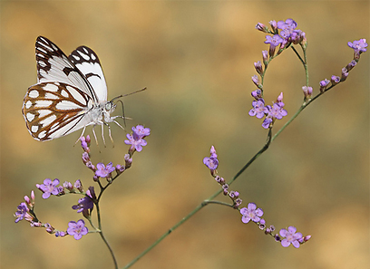 צילום:  אלכס עוז
