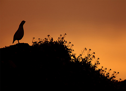 צילום: איליה שלמייב