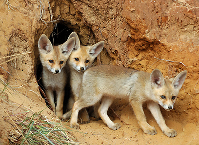 צילום: אורי קולקר