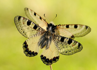 צילום: אורי קולקר