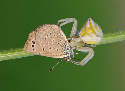 צילום: אורי קולקר