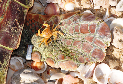 יניב לוי, רשות הטבע והגנים