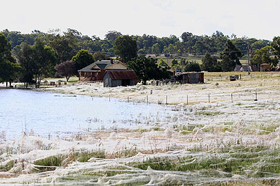 עכבישים השתלטו על שדה ליד ווגה ווגה (צילום: רויטרס) (צילום: רויטרס)