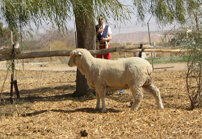 צילום: הדס ציון