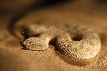 צילום: נמרוד בן אהרון