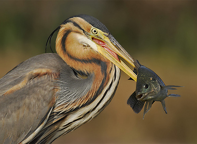צילום: עופר לוי