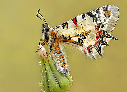 צילום: עוז בן יהודה