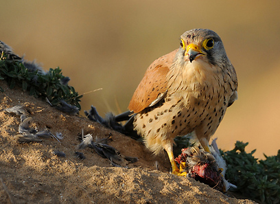 צילום: אורי פירסט