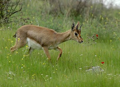 צילום: אורי קולקר