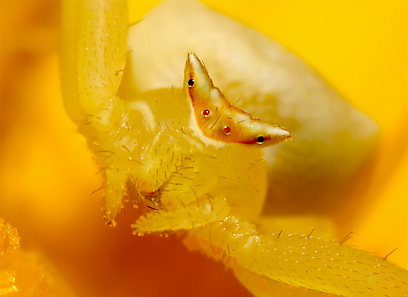 צילום: אלכס עוז