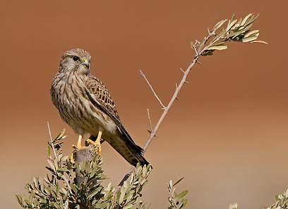 צילום: אמיר איילון