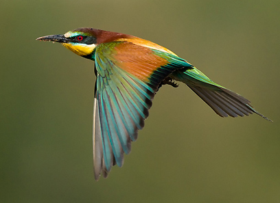 צילום: אמיר איילון