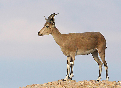 צילום: אמיר בן דב