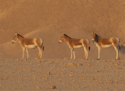 צילום: אמיר בן דב