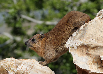 צילום: אמיר בן דב