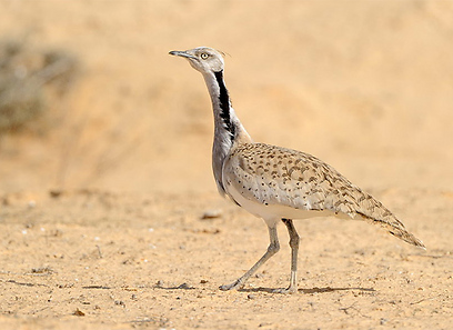 צילום: אפי פירסט