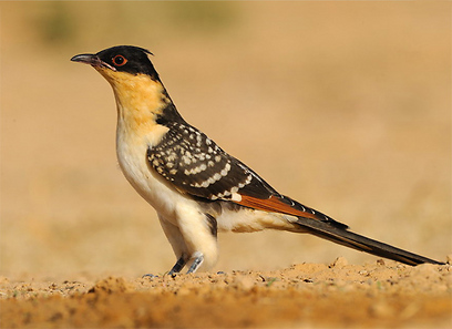 צילום: אפי פירסט