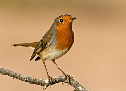צילום: דובי קלעי