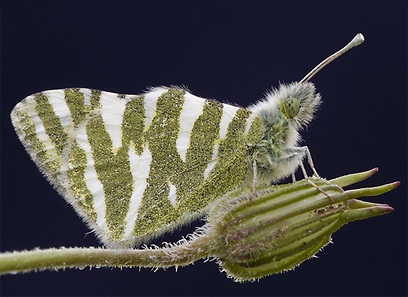 צילום: דני גדלביץ