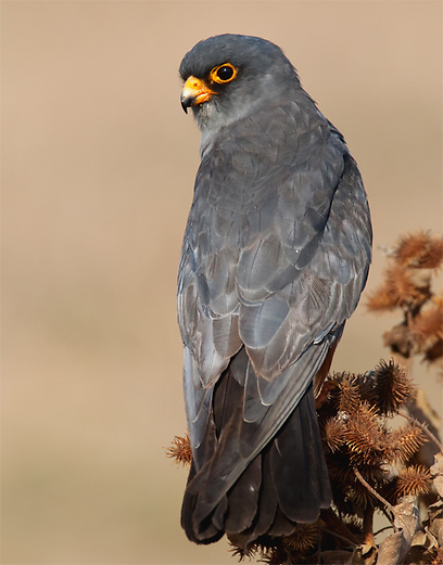 צילום: דני לרדו