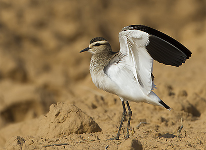 צילום: יואב פרלמן