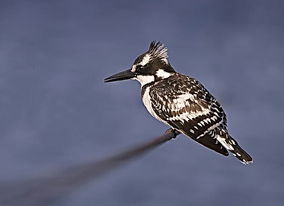 צילום: יפה דולב