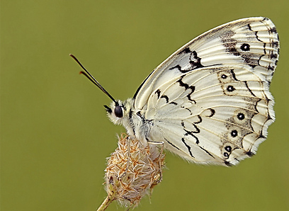 צילום: עוז בן יהודה
