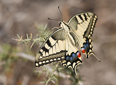 צילום: אבי בלומן