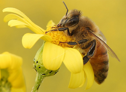 צילום: אייל אוגש