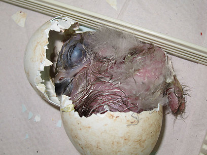 צילום: רם ריכטר, רשות הטבע והגנים צילום: רם ריכטר, רשות הטבע והגנים