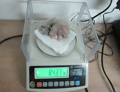 צילום: רם ריכטר, רשות הטבע והגנים צילום: רם ריכטר, רשות הטבע והגנים