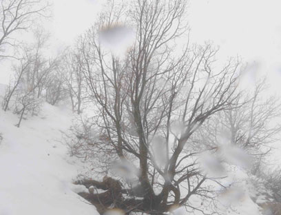 שלג בחרמון. העצים סובלים (צילום: אביהו שפירא) (צילום: אביהו שפירא)