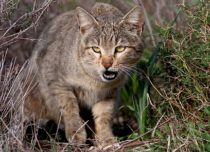 חתול בר בשפלת יהודה (צילום: שרגא אלון)