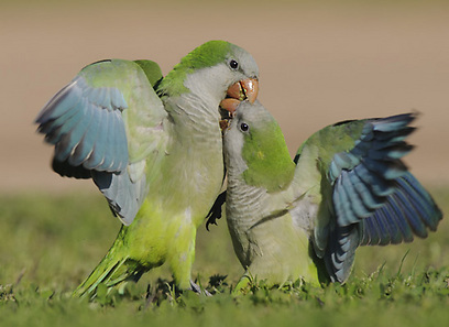 צמד תוכים נזירים באיזור תל-אביב (צילום: צחי פינקלשטיין)