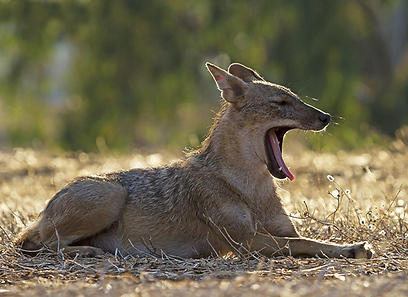 תן זהוב מתפנק בשמש באיזור תל אביב (צילום: משה פרגר)