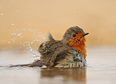 צילום: דובי קלעי