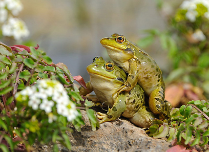 צילום: אפי פירסט