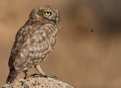 צילום: אסף גברא