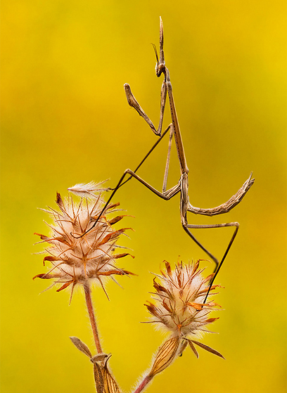 צילום: גלעד מס