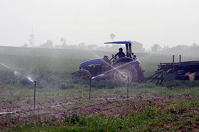 חקלאי בחבל אשכול (צילום: רועי עידן) (צילום: רועי עידן)