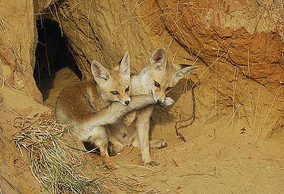 צילום: דורית בר-זכאי