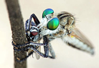 צילום: אלון קירה