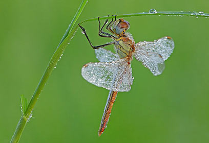 צילום: אלון קירה