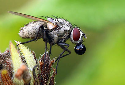 צילום: אלון קירה