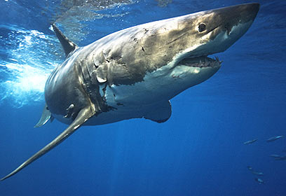 צילום: עופר כתר